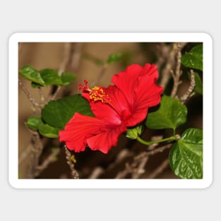 Red Hibiscus Flower Sticker